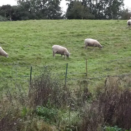 Rosalina - Honfleur *